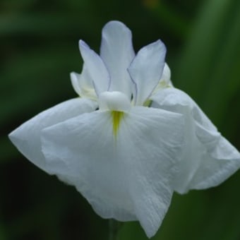 花菖蒲（水巴）