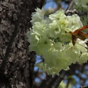 ウコン桜が咲き始めました