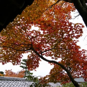嵐山・天龍寺の紅葉