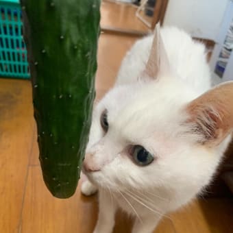 ニャんだ、コレ？？我が家の庭で初収穫したキュウリやったわ #白猫 #猫 #cat #CatsOfTwitter