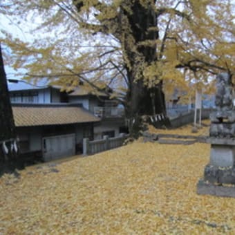 樹齢400年の銀杏