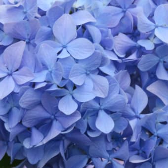 ハートの紫陽花。独り言。