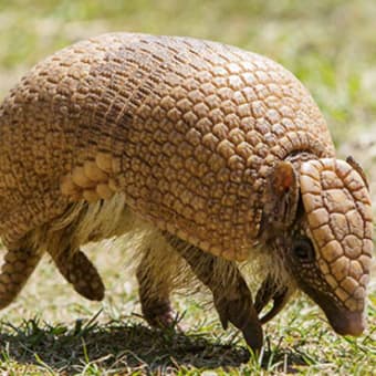 清水謙行が世界を旅するブログー絶滅危惧種