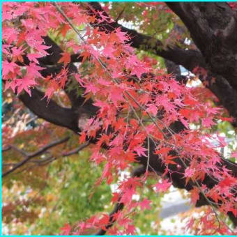 ゆく「秋」を 惜しむ