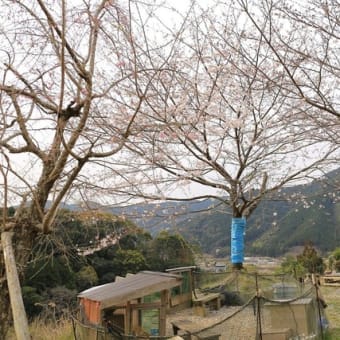 桜の再生