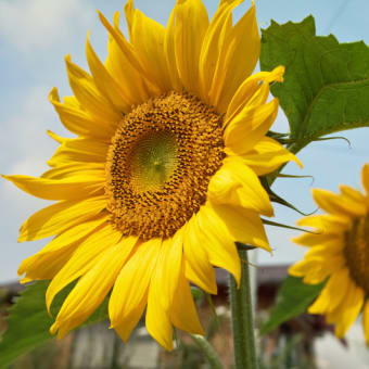 夏の花といえば