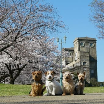 今年のお花見