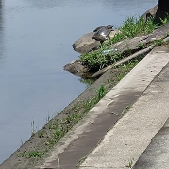 今日のスッポンは大きめだった