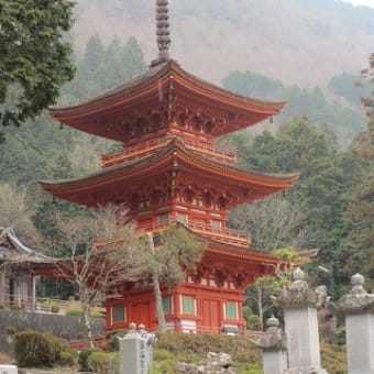 長福寺と梅の里の満開の垂れ紅梅