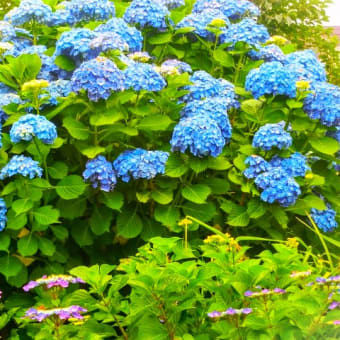 暑いけど　紫陽花散策。