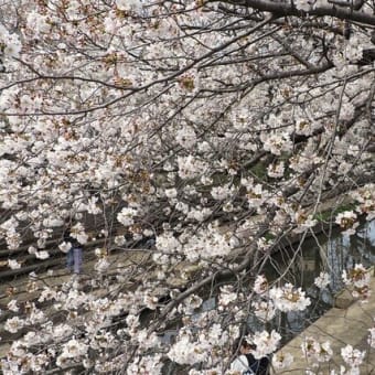 お待たせ今年の桜②～鴻巣・元荒川