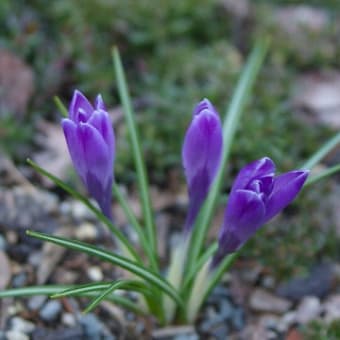 春の訪れを告げる花「クロッカス」