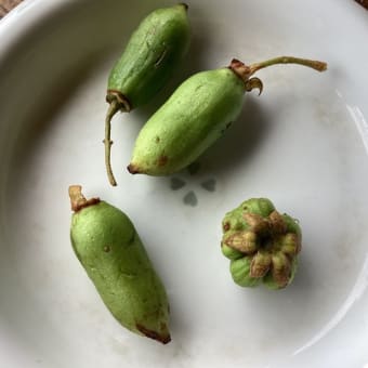 マタタビ
