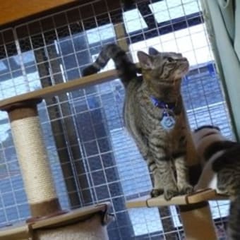 　疲れた時は…　猫部屋訪問　2009.4