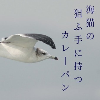 海猫の廃止されし遊覧船