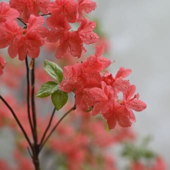 霧雨の二本木峠