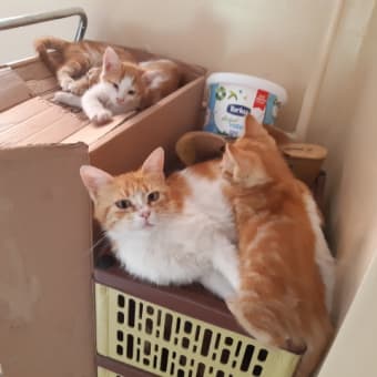 画像一覧 ひつじ飼いのキノコ岩との日常