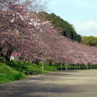 第36回　金毘羅山　瀬戸川　桜まつり　桜の花の状況