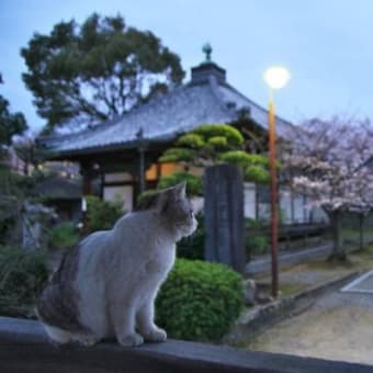 2014年の桜2