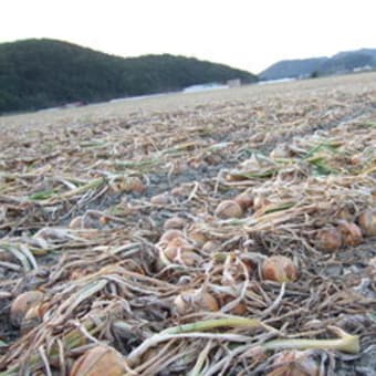 新玉ねぎ