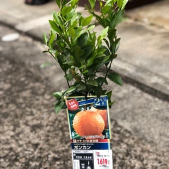 ポンカン苗木を植える