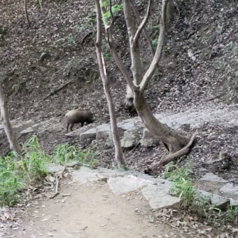 野生のイノシシに遭遇　単身赴任　３５６日目