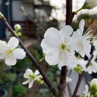 スモモのレーヌクロードの花