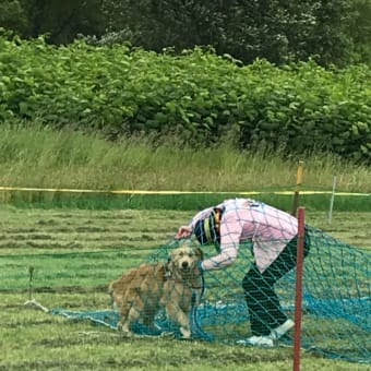 ワンワン運動会  障害物競走④