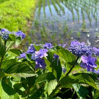 夏の様に暑くなってまいりました。