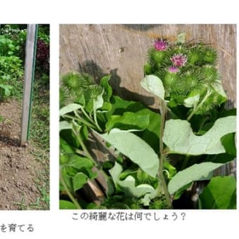 日照りの中、除草と収穫　　－ 2025.7初 －