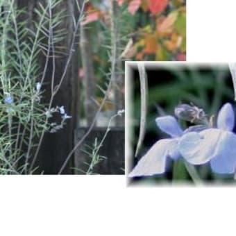 庭の貴重な花々