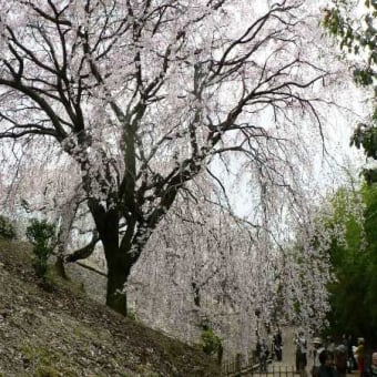 園芸センターの滝桜