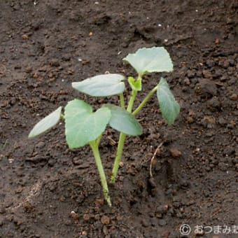 2011年5月8日の農園