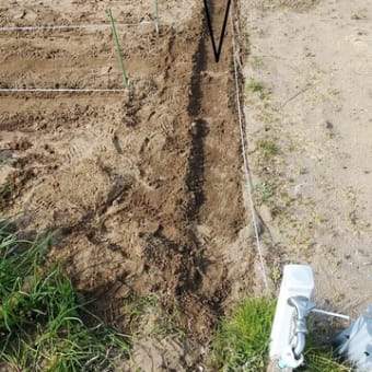 今日の家庭菜園・・ジャガイモの植え付けをする・・そしてハサミを発見！