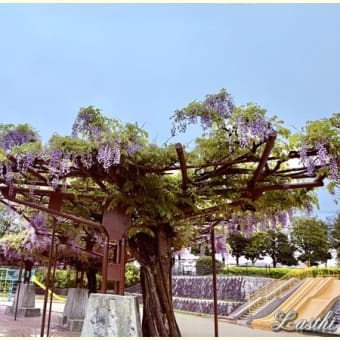 大阪　近くの公園の藤の花