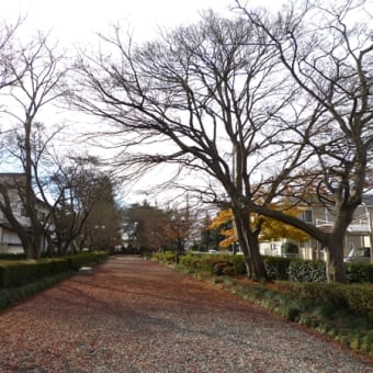 大山公園(大山参道)の紅葉じゅうたん　　２０１４・１２．６　定点観察ファイナル②