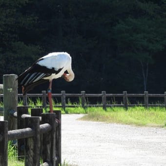 2024年09月17日　コウノトリ目撃情報