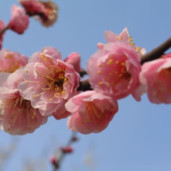 紅梅