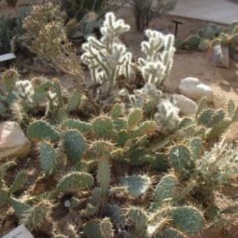 Joshua Tree National Park