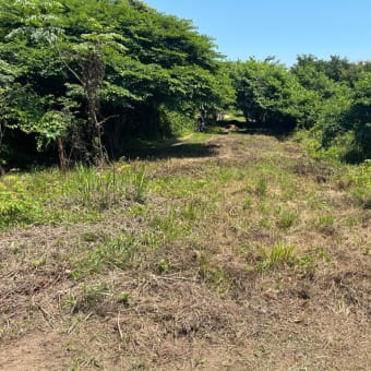 山の整備は着々と進んでいます。
