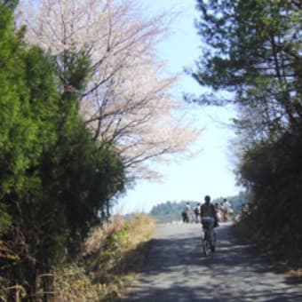 今年2度目の桜