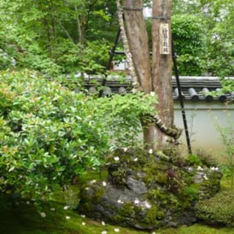 2011年6月19日(日)　東林院（妙心寺）