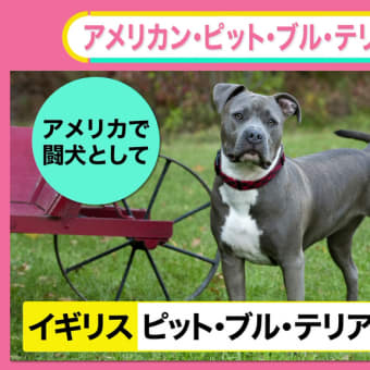 あれってそれって何と云う犬種なの？　～　最近見かける大きなグレーのブル