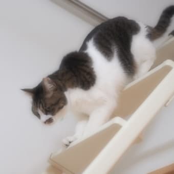 またまたお引っ越しします　（＾＾；）