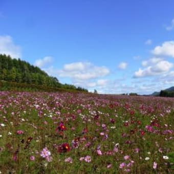 遠軽の日本最大のコスモス畑