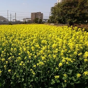 玉虫厨子 - 備忘録として