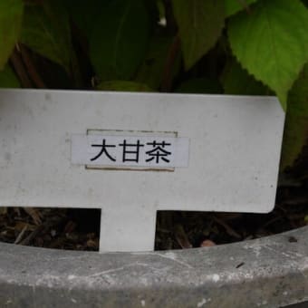 猛暑の朱鷺