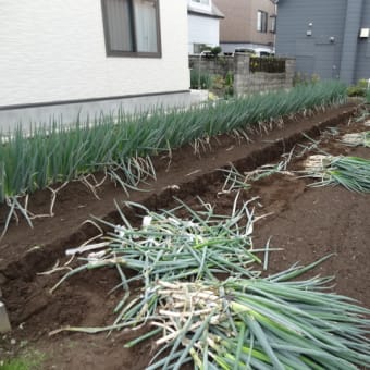 家庭菜園歳時記