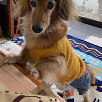 ケンちゃんまつりちゃん♪