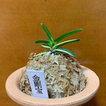 金剛宝